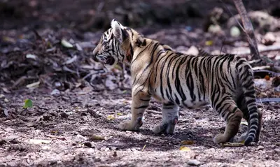 Bébés fauves (tigre, lion, léopard) pour tournage cinéma
