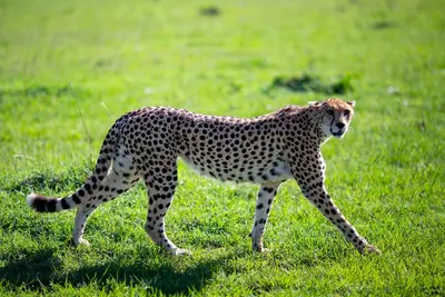 Guépard dressé pour tournage cinéma