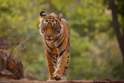 Tigre dressé pour tournage cinéma